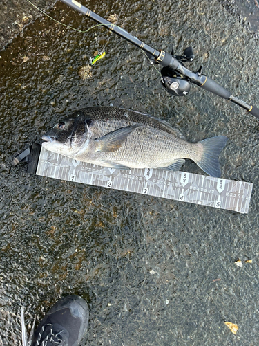 クロダイの釣果