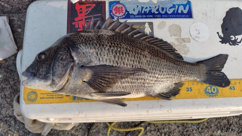 チヌの釣果