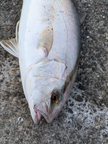 シオの釣果