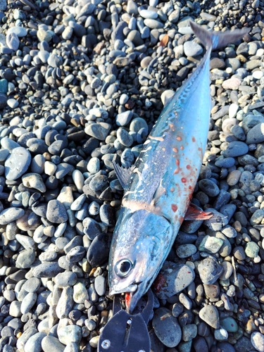 ソウダガツオの釣果