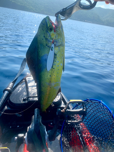 シイラの釣果