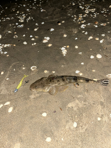 マゴチの釣果