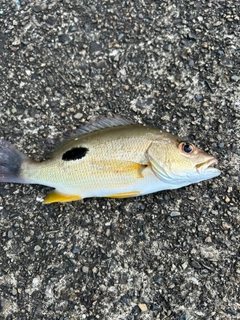 クロホシフエダイの釣果