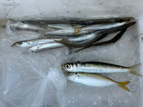 カマスの釣果