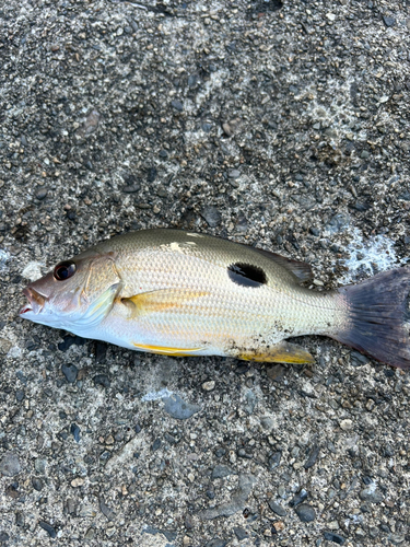 クロホシフエダイの釣果