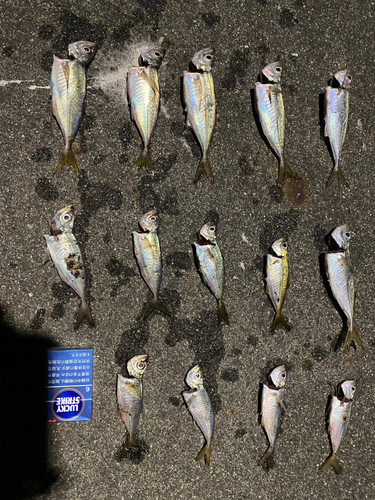 アジの釣果