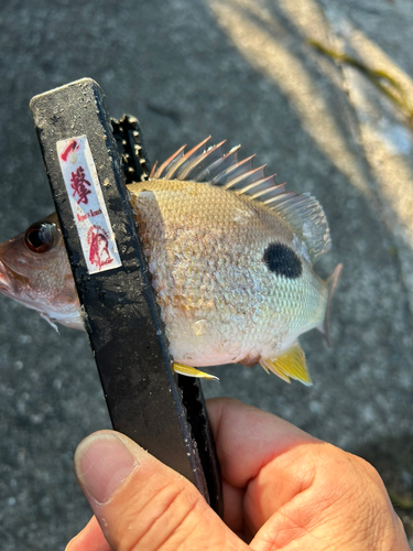 クロホシフエダイの釣果