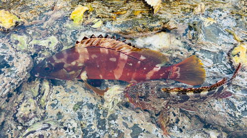 アカハタの釣果