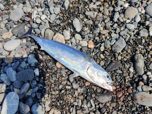 マルソウダの釣果