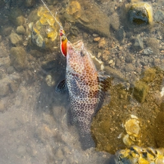 オオモンハタの釣果