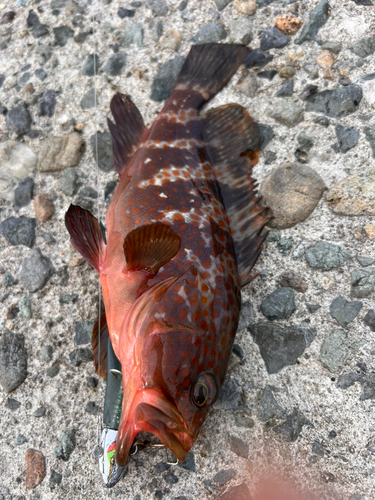 キジハタの釣果