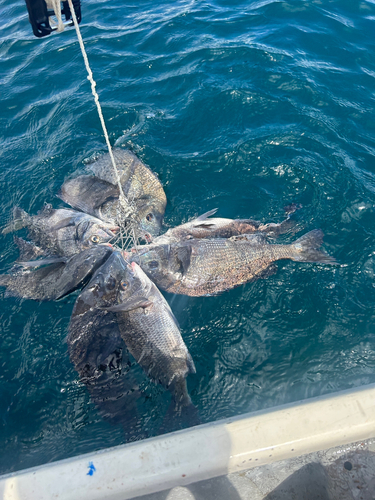 クロダイの釣果