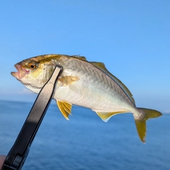 ショゴの釣果