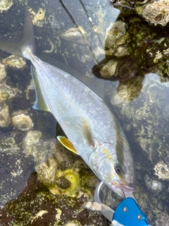 ショゴの釣果