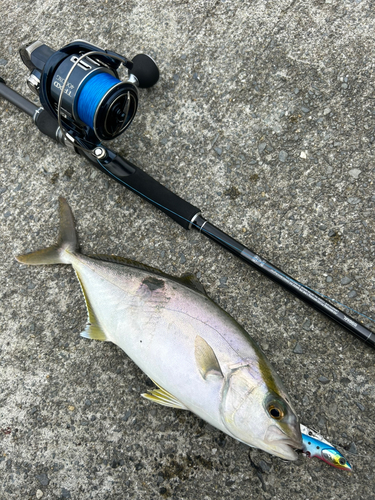 ショゴの釣果