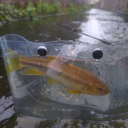 カワムツの釣果