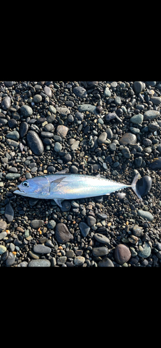 マルソウダの釣果