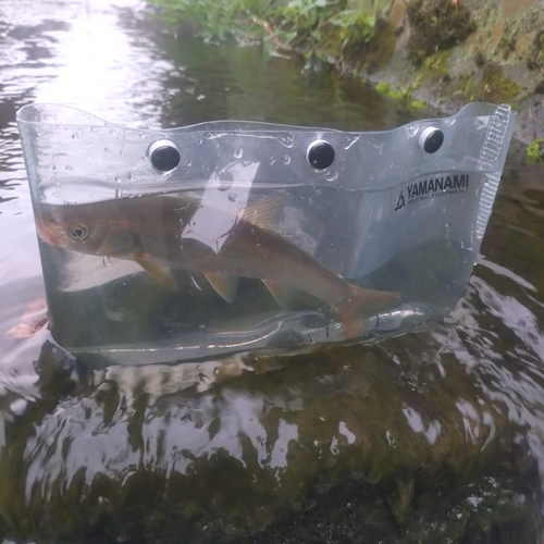 ウグイの釣果