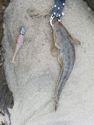 マゴチの釣果