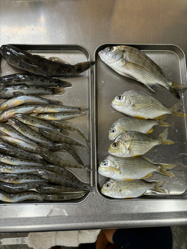 クロダイの釣果