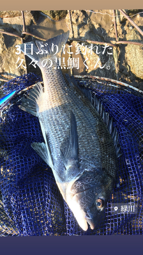 チヌの釣果