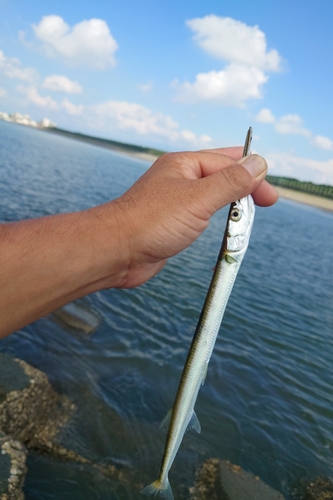 ダツの釣果