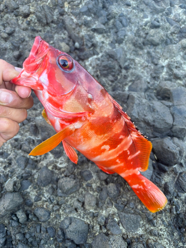 アカハタの釣果