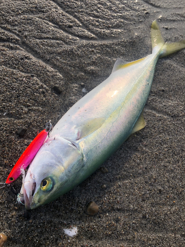 ワカシの釣果