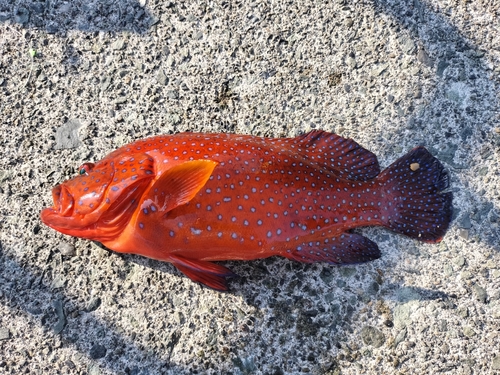 ユカタハタの釣果