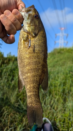 スモールマウスバスの釣果