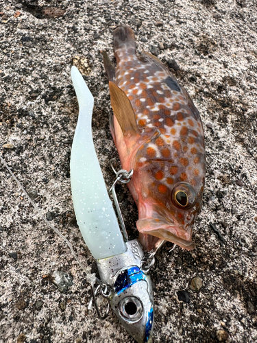 アコウの釣果