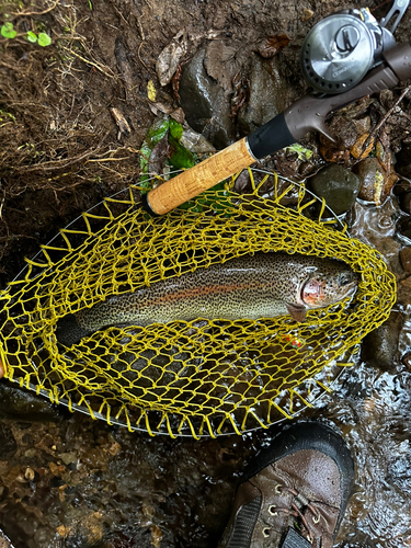 ニジマスの釣果