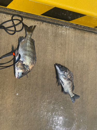 クロダイの釣果