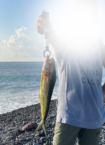 シイラの釣果