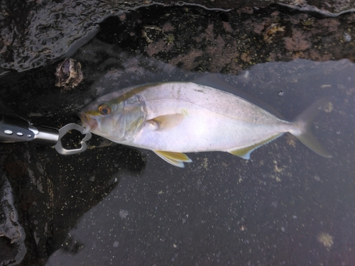 カンパチの釣果