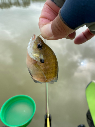 ブルーギルの釣果