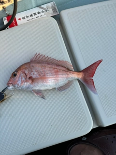 マダイの釣果