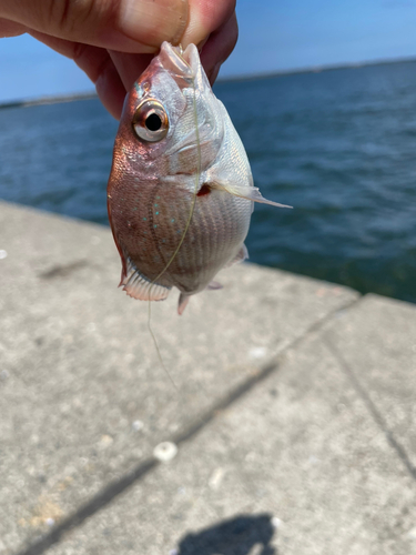 タイの釣果