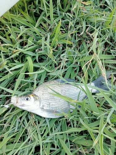 ダントウボウの釣果