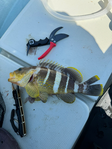 アオハタの釣果