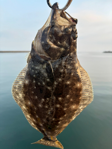 ソゲの釣果