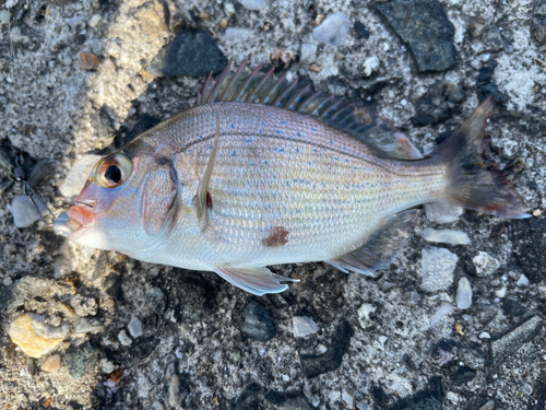 ヘダイの釣果