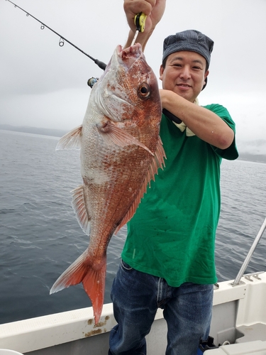 マダイの釣果