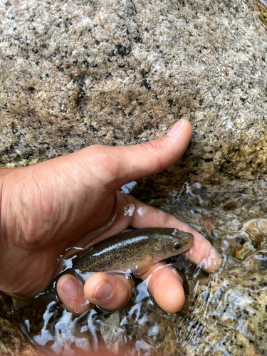 タカハヤの釣果