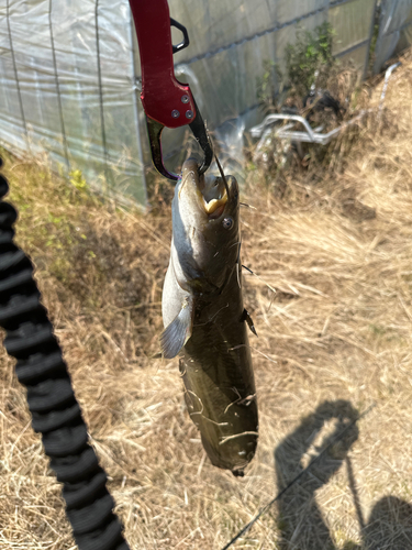 ニホンナマズの釣果