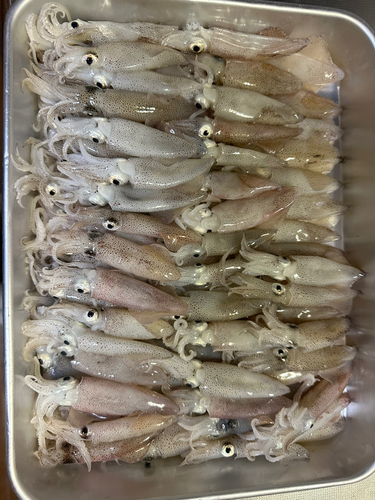 ベイカの釣果