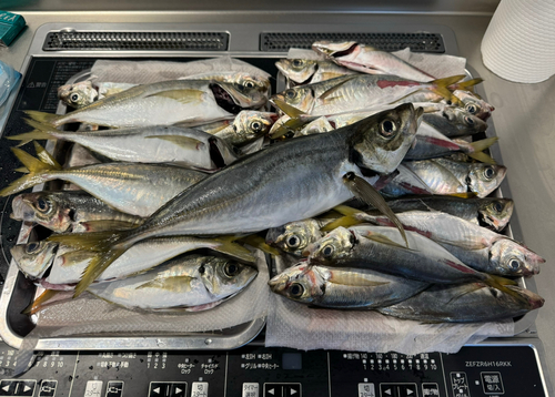 アジの釣果