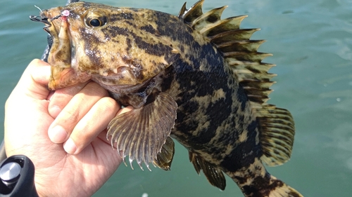 タケノコメバルの釣果