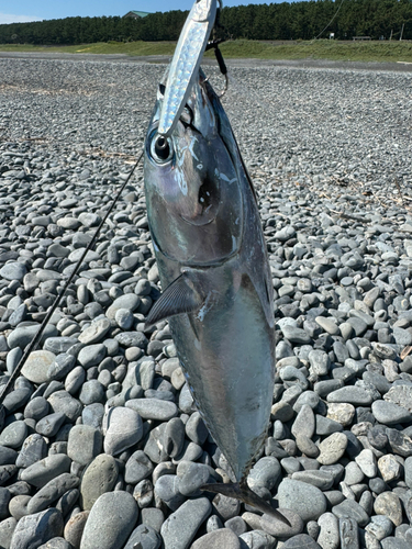 ソウダガツオの釣果