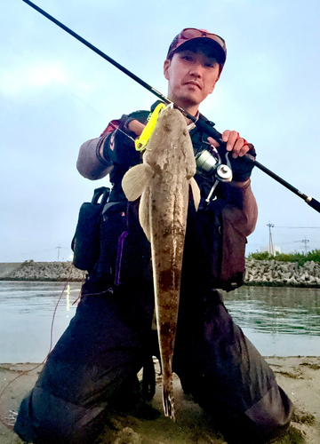 マゴチの釣果